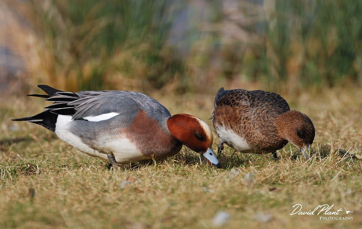 David Plant Photography - Wildlife Photographer - Wigeon male and female - A.jpg - Wigeon, male and female - Slimbridge